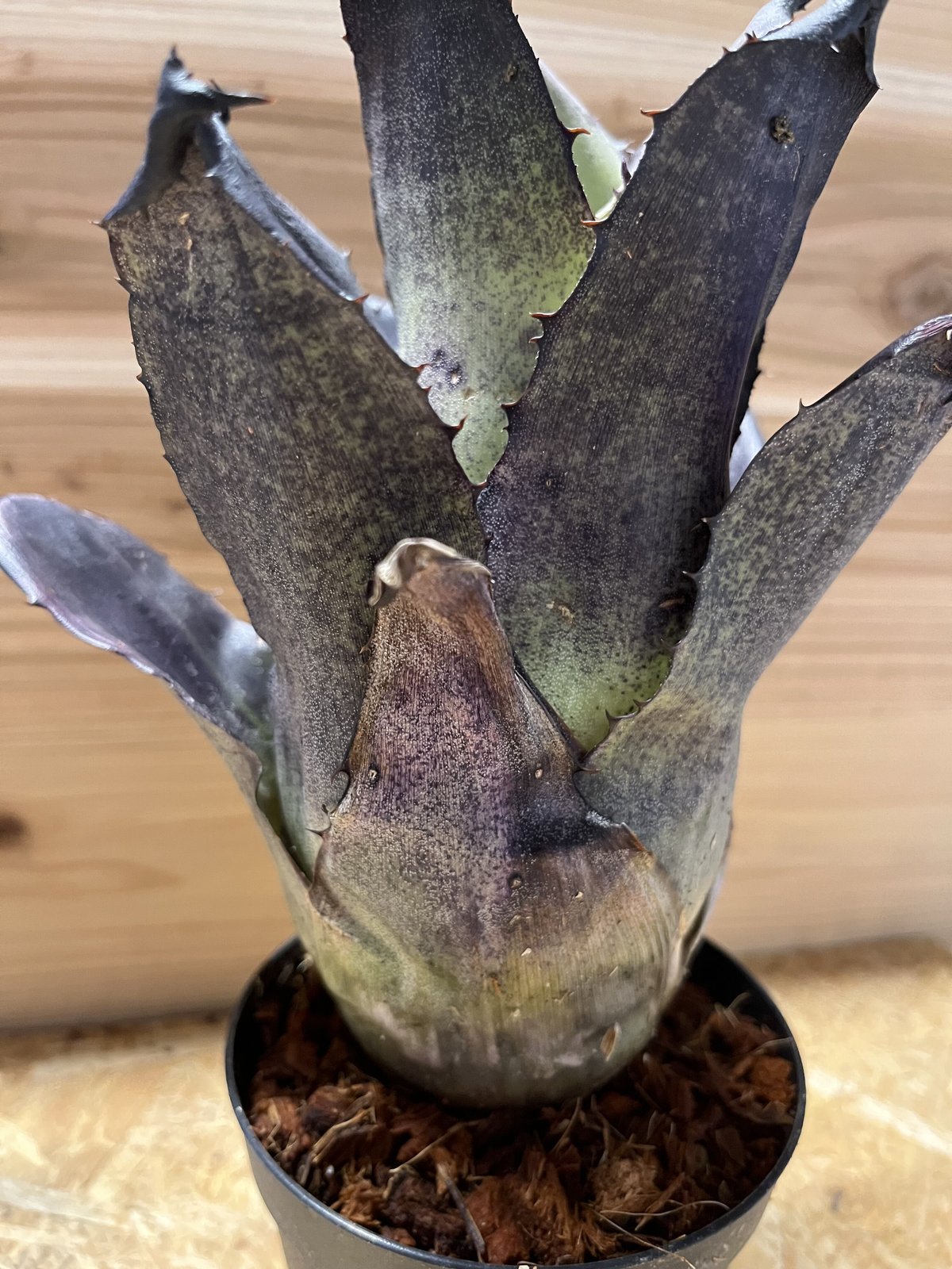 ホヘンベルギア レオポルドホルスティ ブラックフォーム | GREEN LUCK