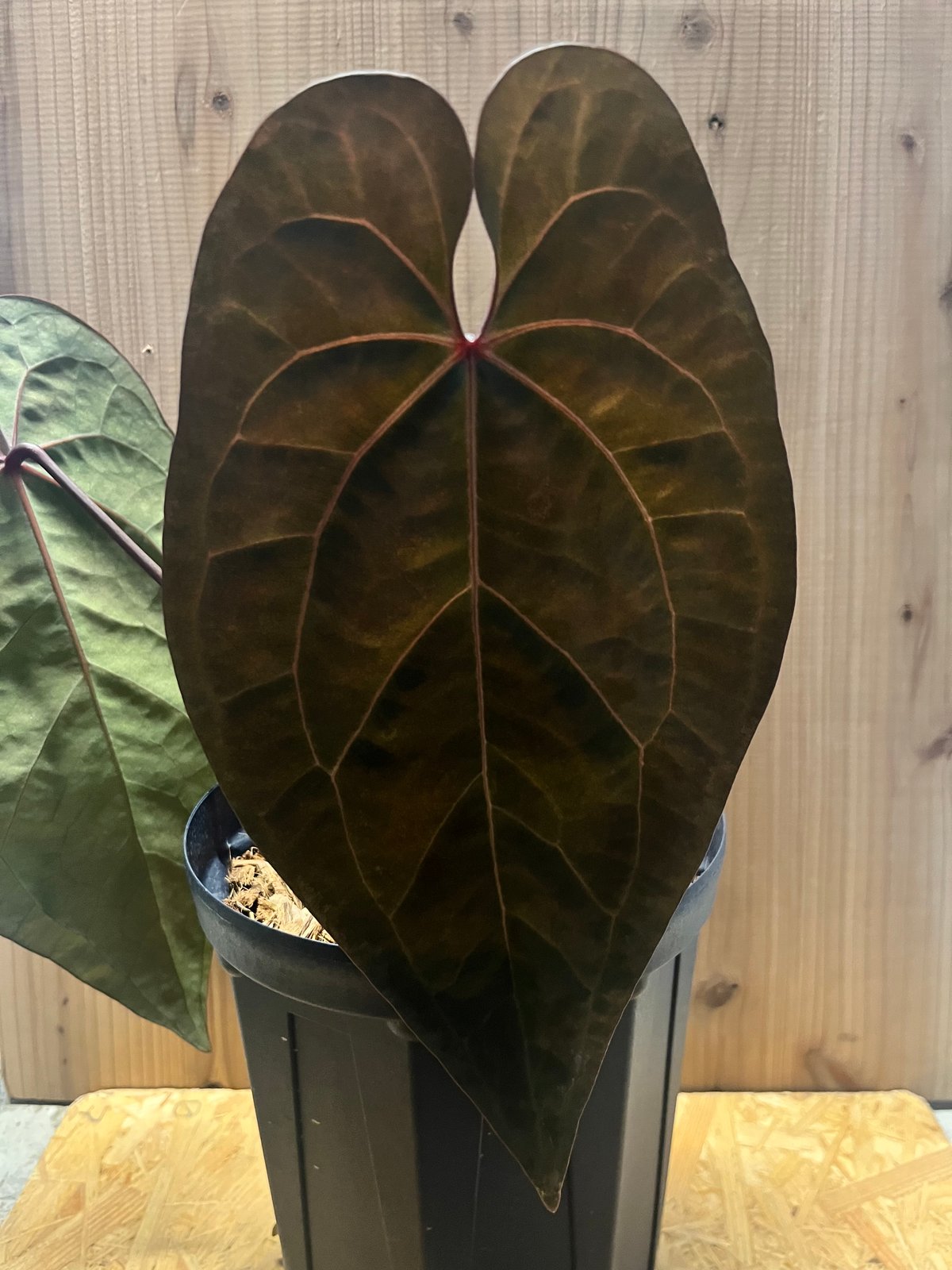 アンスリウム エースオブスペード ダークフォーム 【Tezula】 | GREEN LUCK