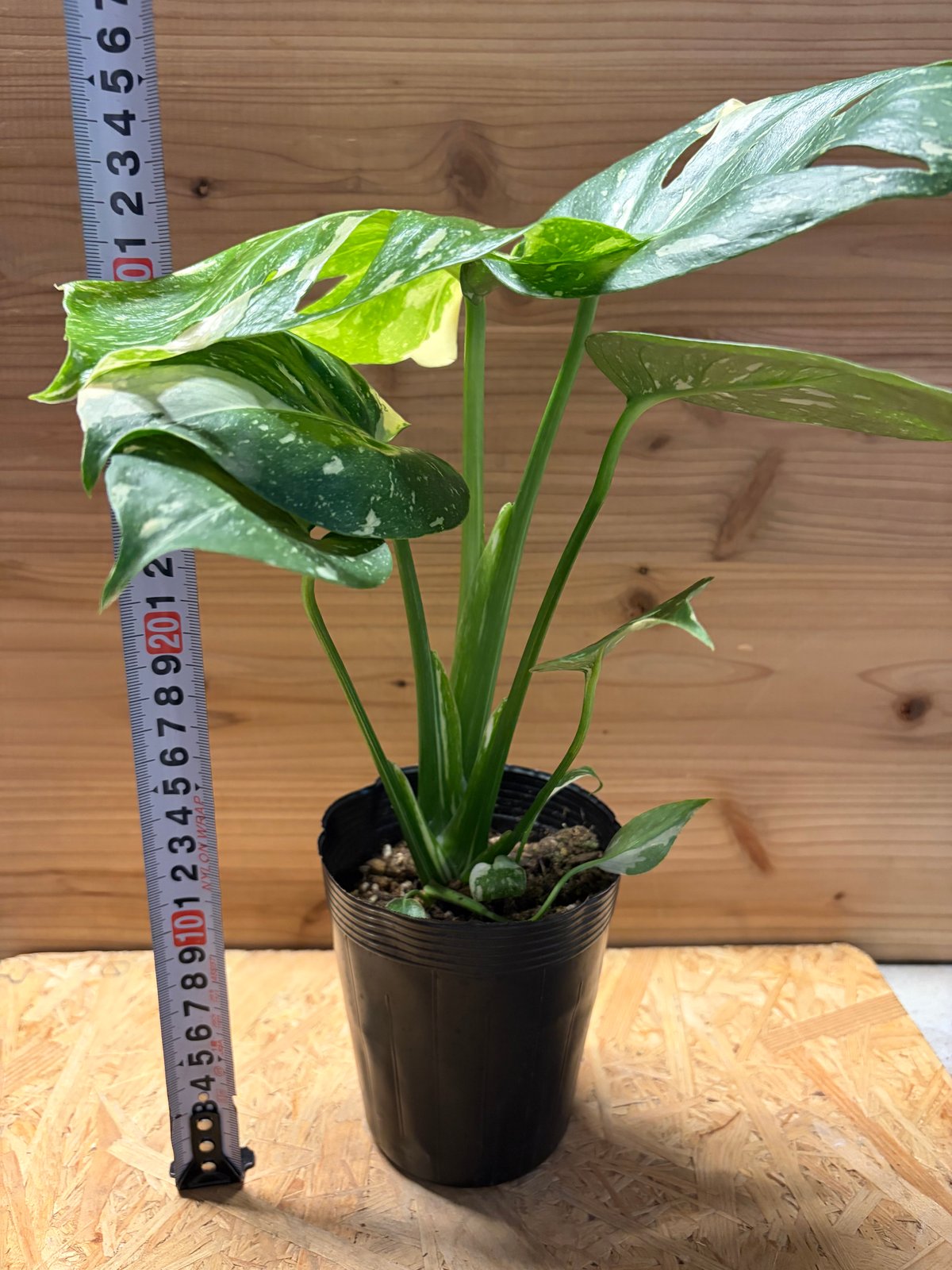 モンステラ デリシオーサ タイコンステレーション | GREEN LUCK