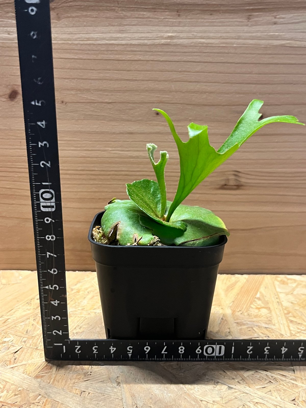 写真追加　キッチャクードthin ビカクシダ ビカクシダ キッチャクード シン | GREEN LUCK