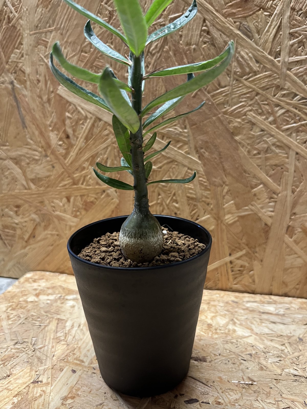 パキポディウムサキュレンタム　抜き苗発送 パキポディウム サキュレンタム | GREEN LUCK