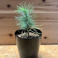 マルチネス　ピニョンマツ