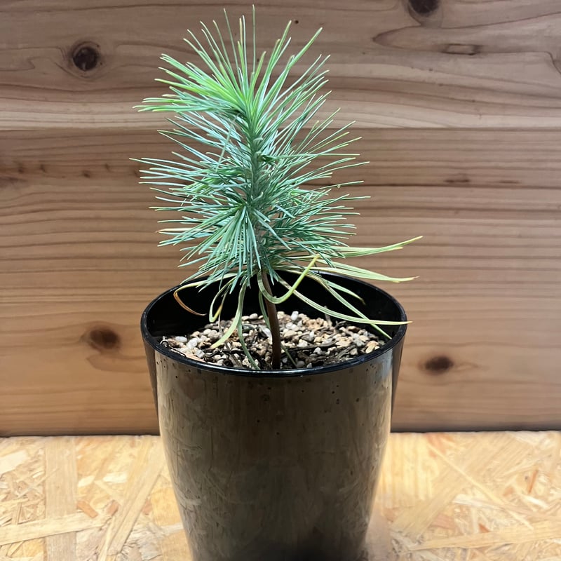 マルチネス ピニョンマツ | GREEN LUCK