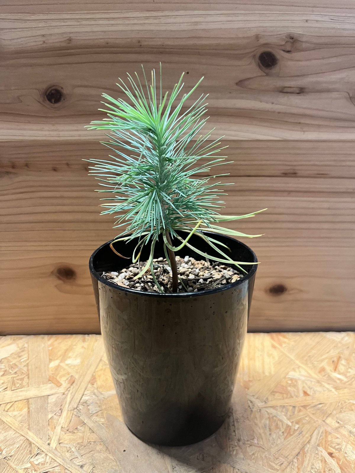 マルチネス ピニョンマツ | GREEN LUCK