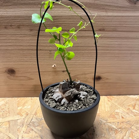心*-様 亀甲竜 楽天市場】亀甲竜 アーチ仕立て 希少 塊根植物 ハートの葉っぱ