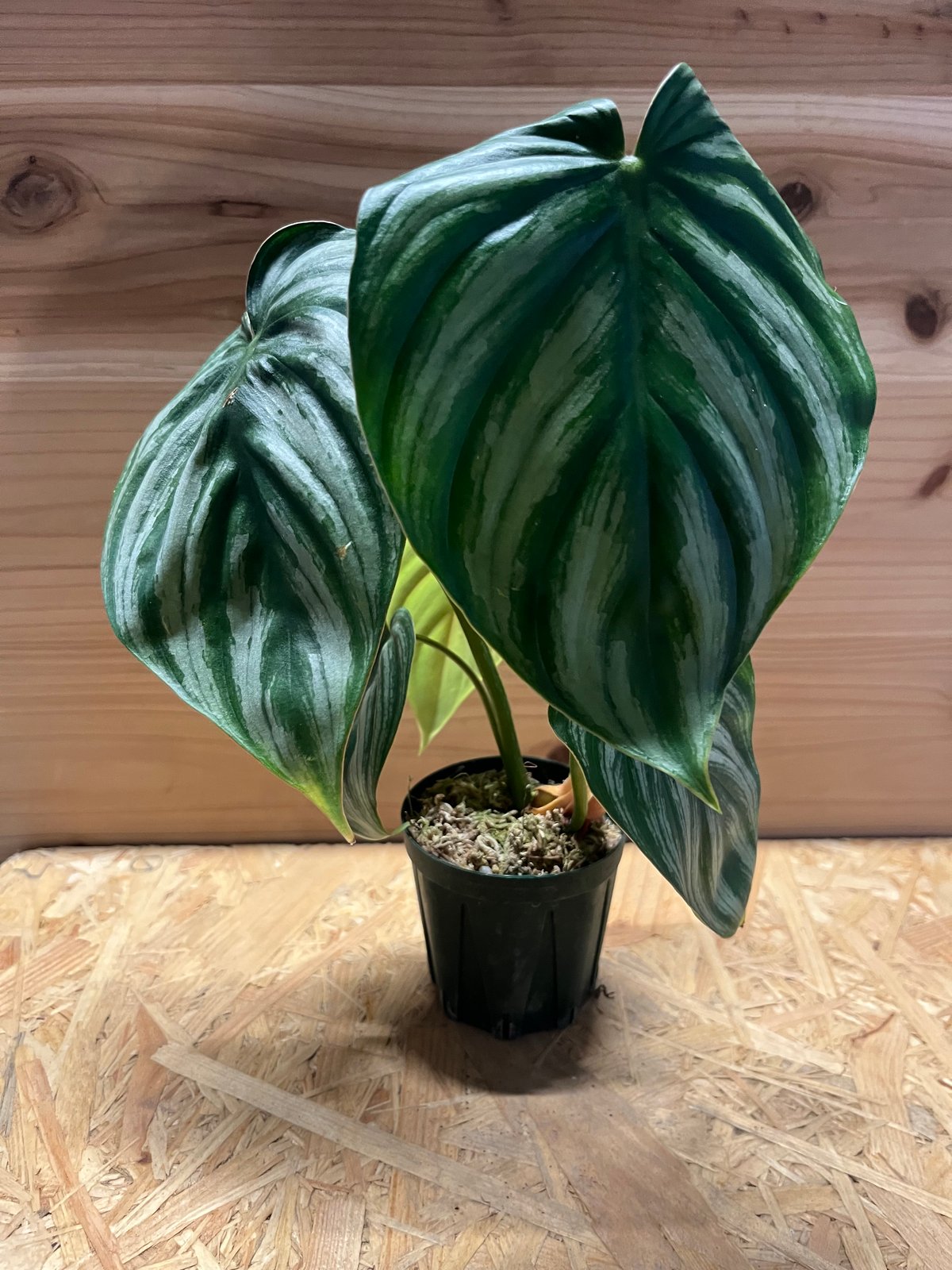 フィロデンドロン プロウマニー ウォーターメロン | GREEN LUCK