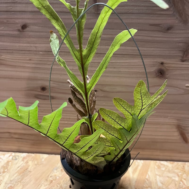 アグラオモルファ （ドリナリア）プレウリディオイデス | GREEN LUCK