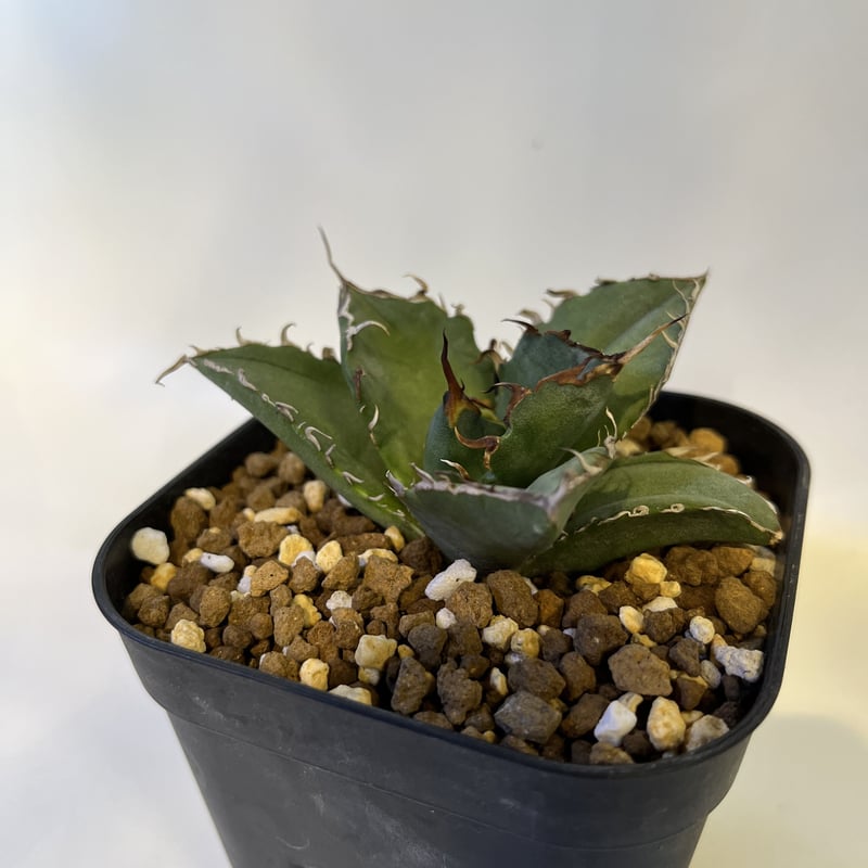 アガベ チタノタ 白鯨 台湾輸入株 発根済 | GREEN LUCK