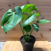 アンスリウム レガレ ダークフォーム | GREEN LUCK