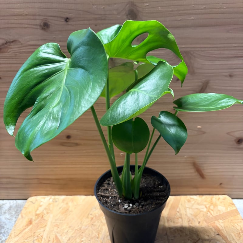 モンステラ デリシオーサ 実生変異 | GREEN LUCK