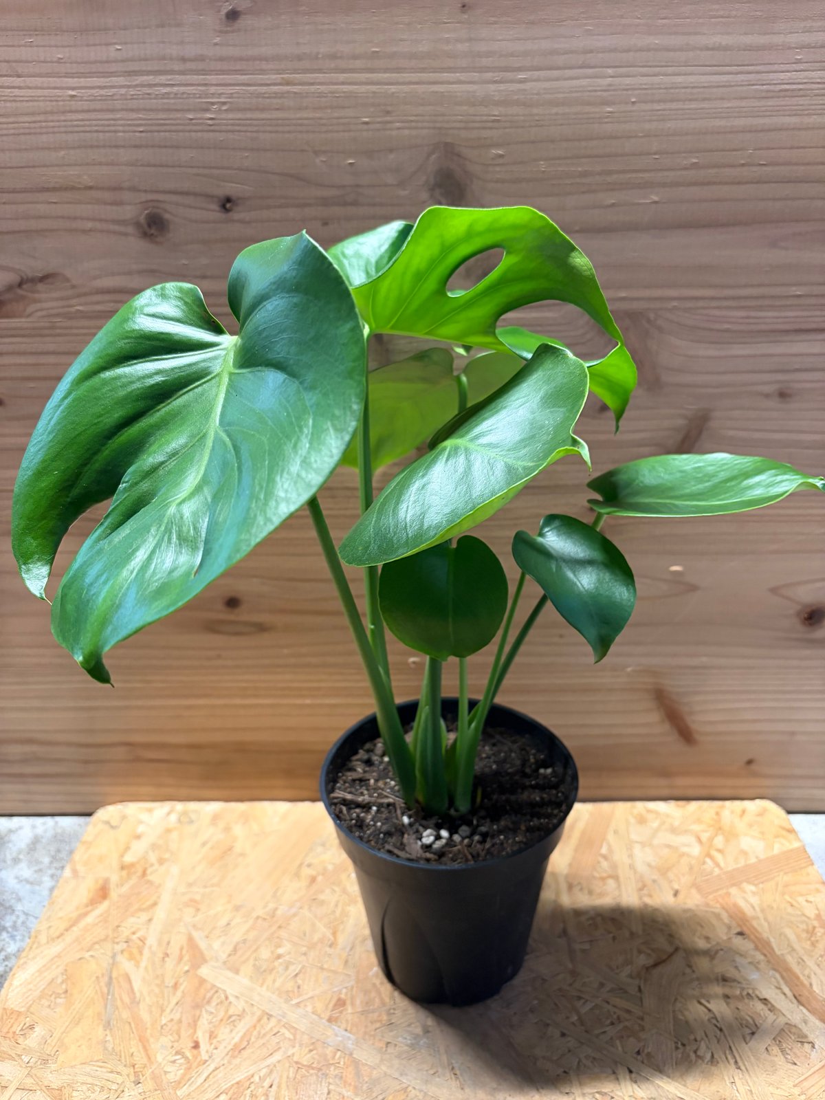 モンステラ デリシオーサ 実生変異 | GREEN LUCK