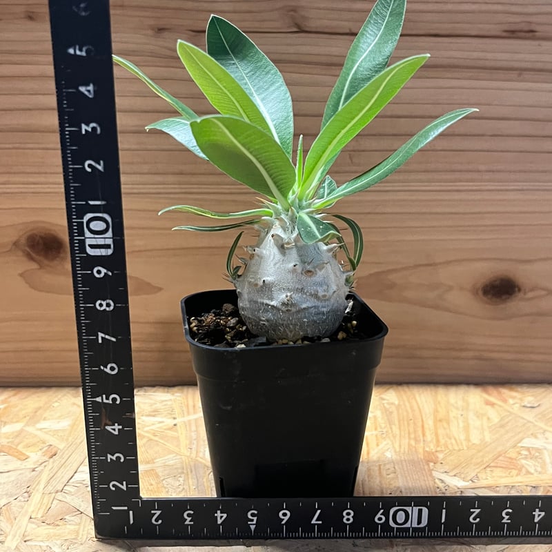 パキポディウム デンシフローラム | GREEN LUCK