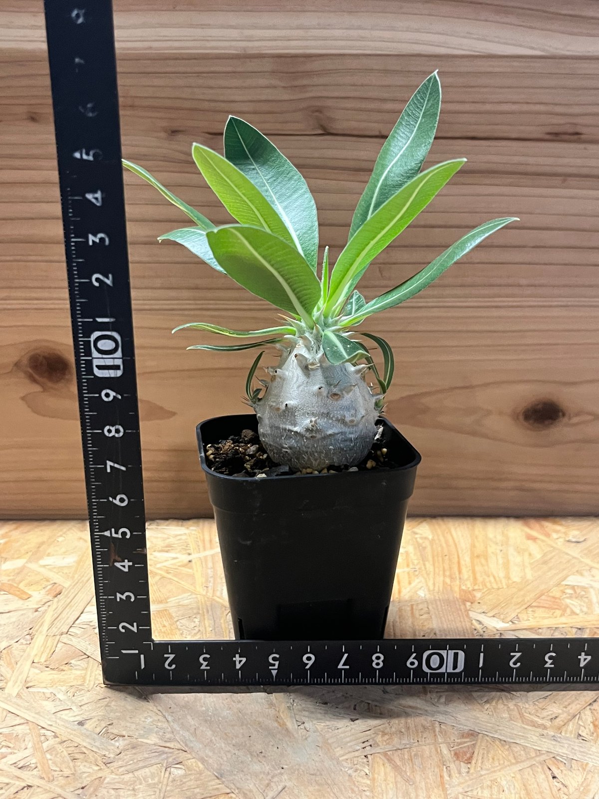 パキポディウム デンシフローラム | GREEN LUCK