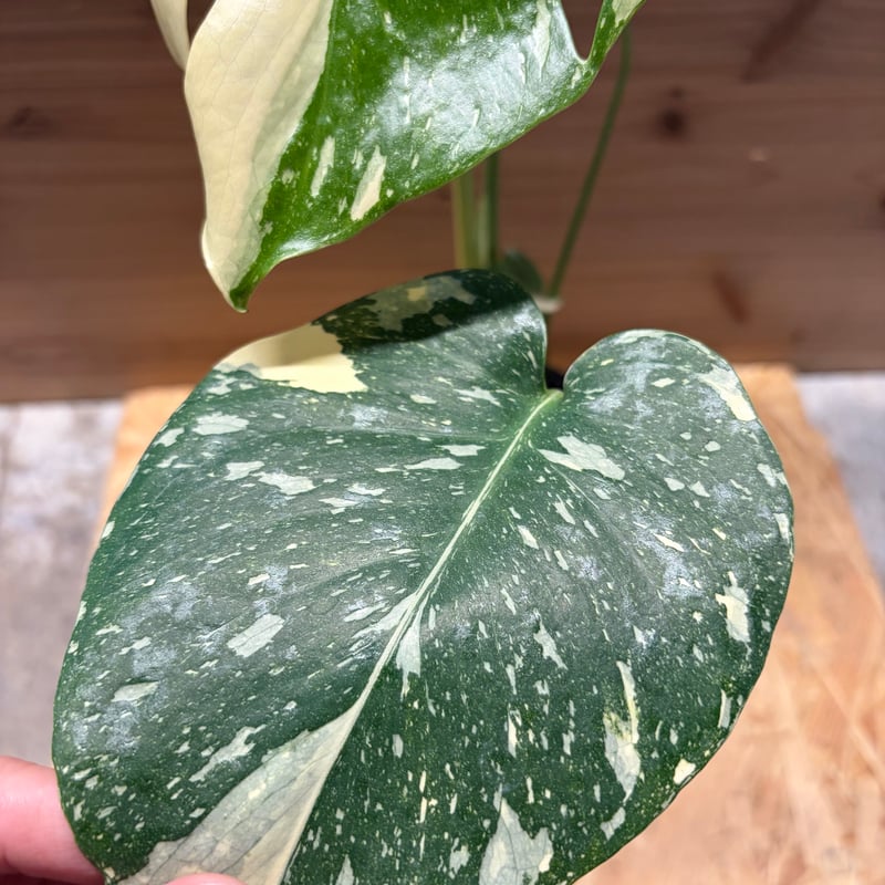 モンステラ デリシオーサ タイコンステレーション | GREEN LUCK