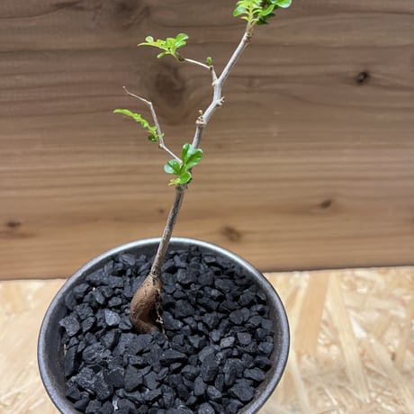 オペルクリカリア　パキプス実生×かみ山陶器