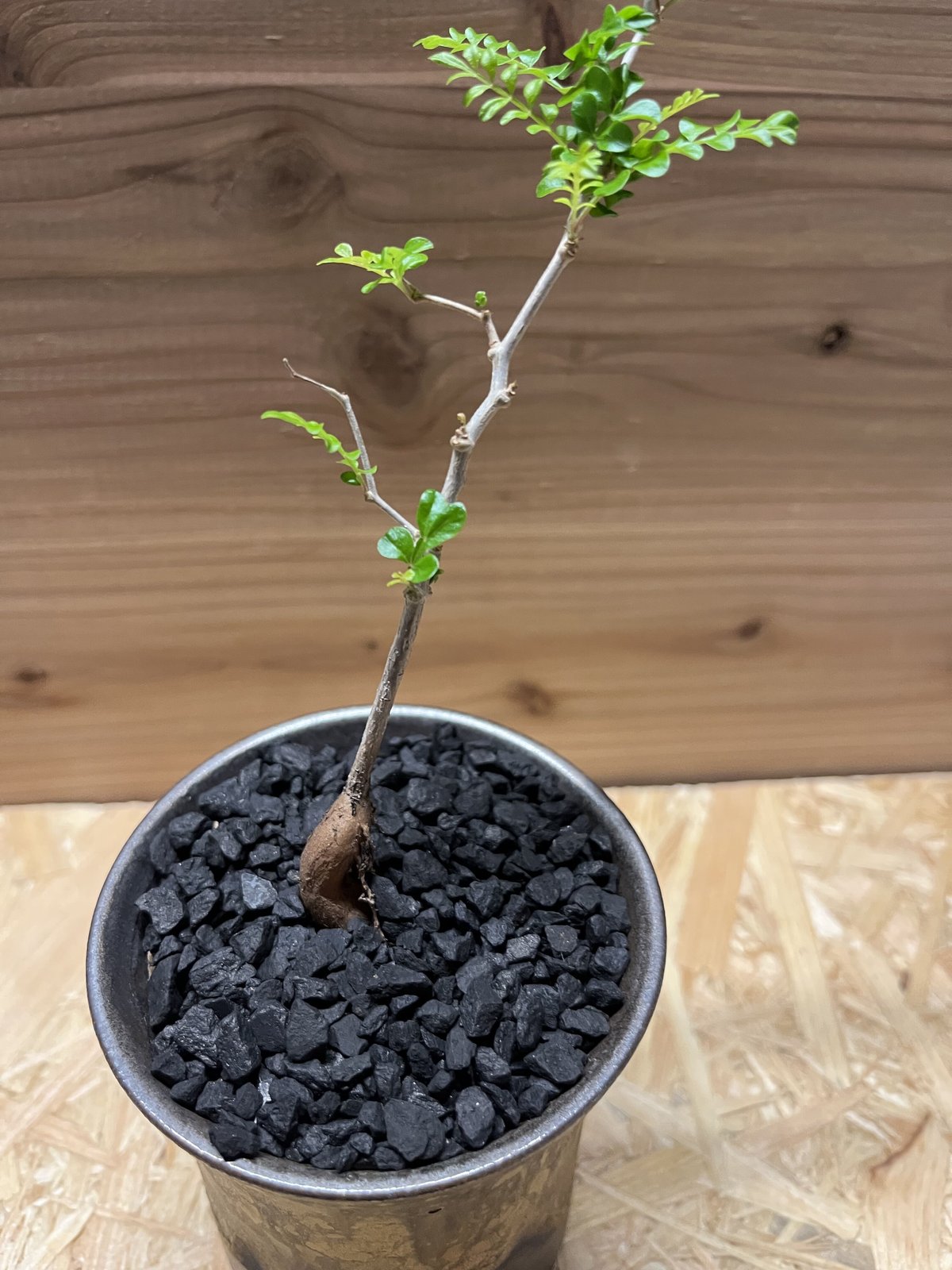 オペルクリカリア パキプス実生×かみ山陶器 | GREEN LUCK