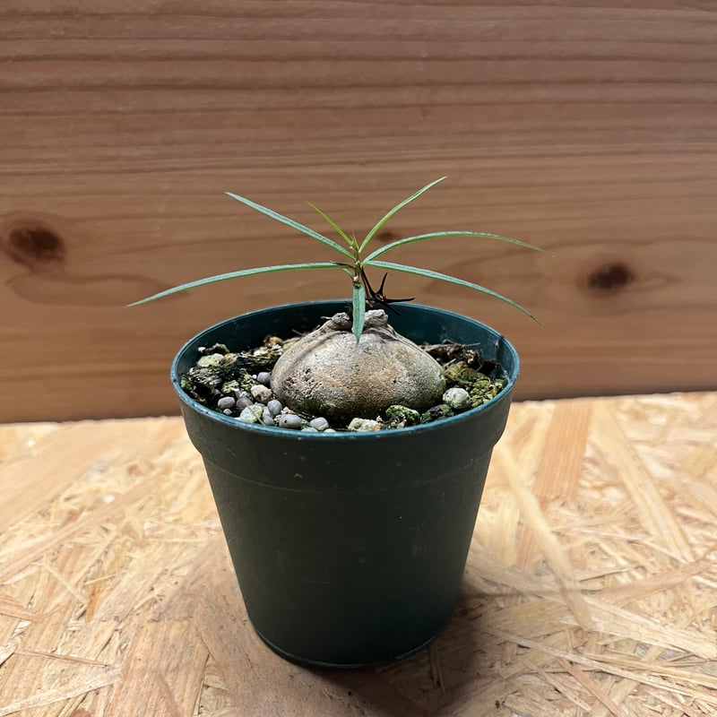 ブラキステルマ spec.Thailand | GREEN LUCK