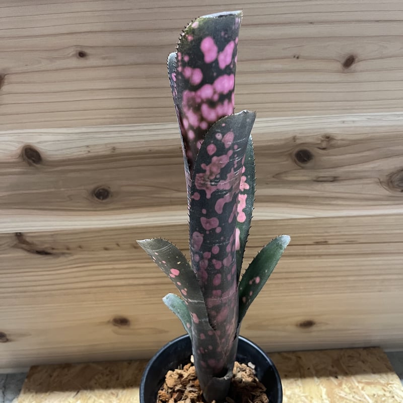 ビルベルギア インセンディアリーデライト | GREEN LUCK