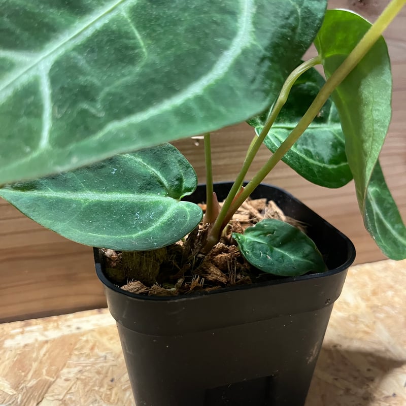 アンスリウム マグニフィカム | GREEN LUCK