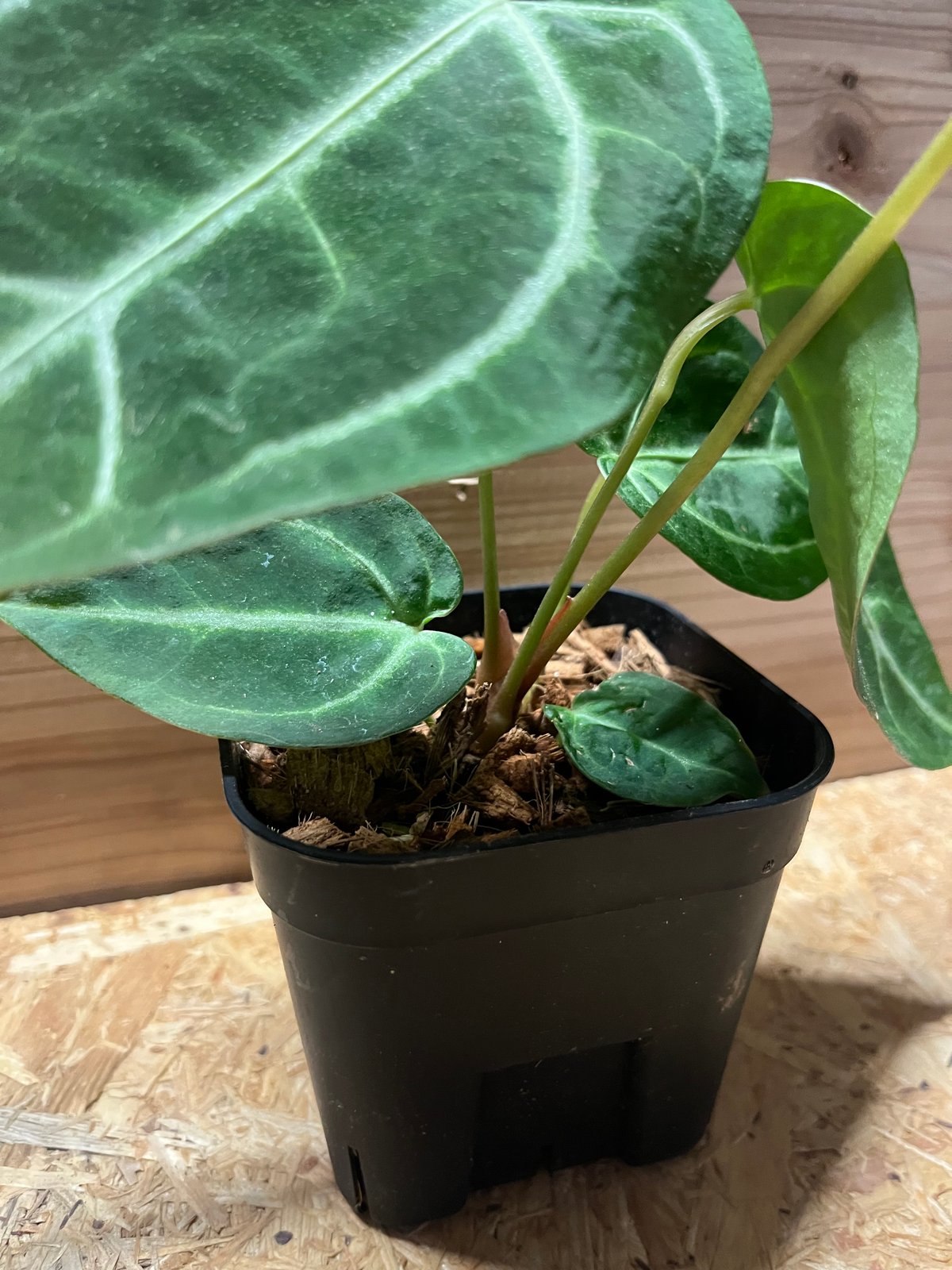 アンスリウム　マグニフィカム アンスリウム マグニフィカム エンジェルズドリーム(Anthurium
