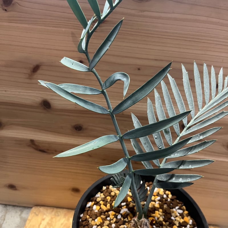 エンセファラルトス　レーマニー Encephalartos lehmannii fit=scale-down,w=1200