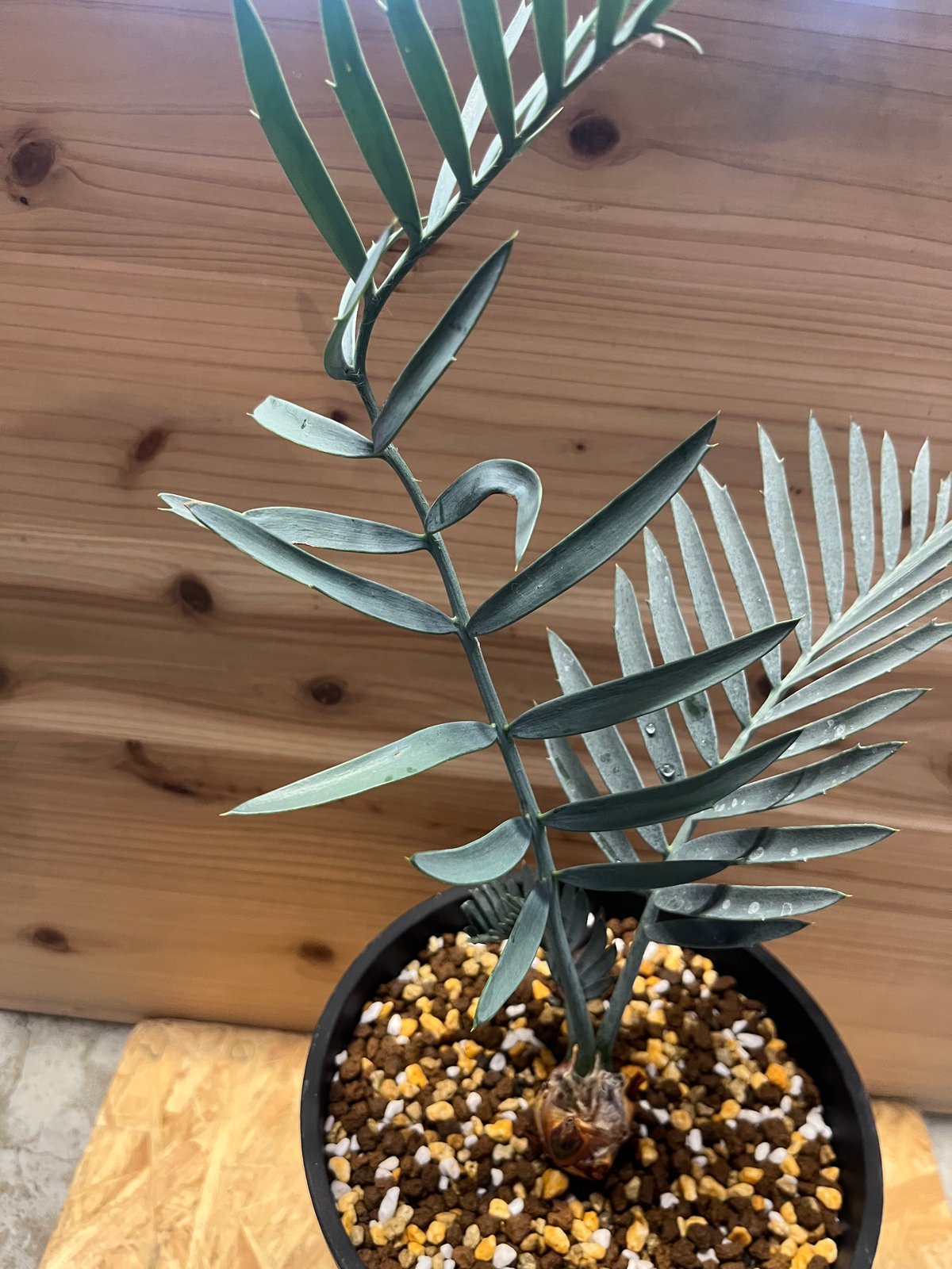 エンセファラルトス　レーマニー Encephalartos lehmannii fit=scale-down,w=1200