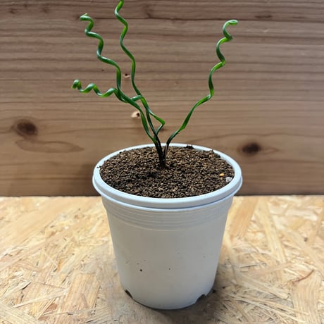 信楽耳付平水指 高橋楽斎 信楽焼 耳付水指 表千家（十四代 而妙斎書付 銘｢祥雲