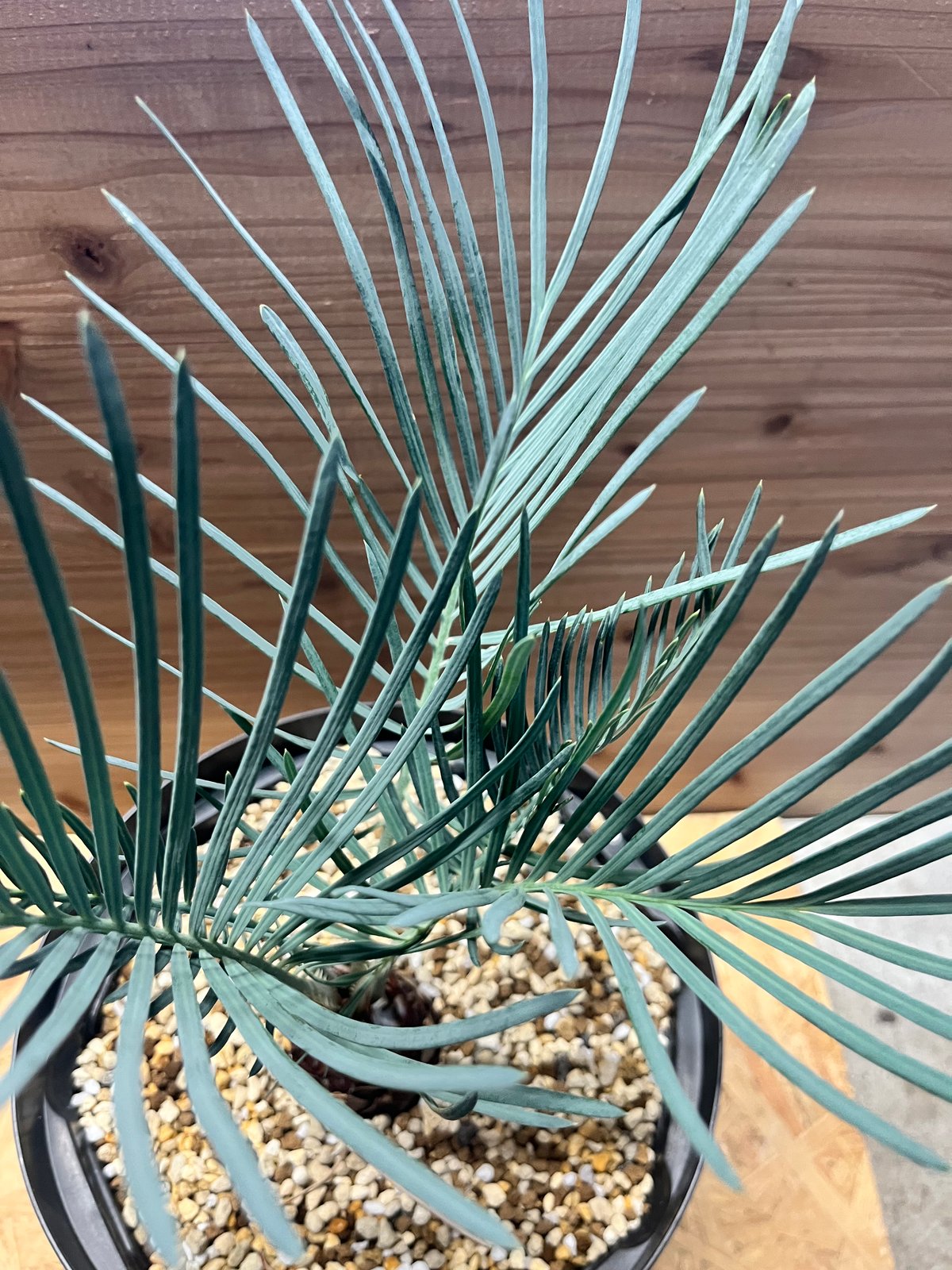 サイカス コッツシアーナ | GREEN LUCK