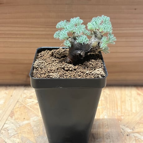 モンソニアムルチフィダ | STORES