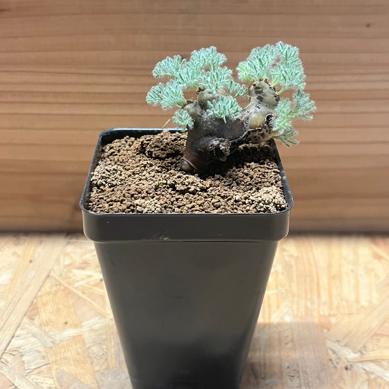 モンソニア ムルチフィダ | GREEN LUCK