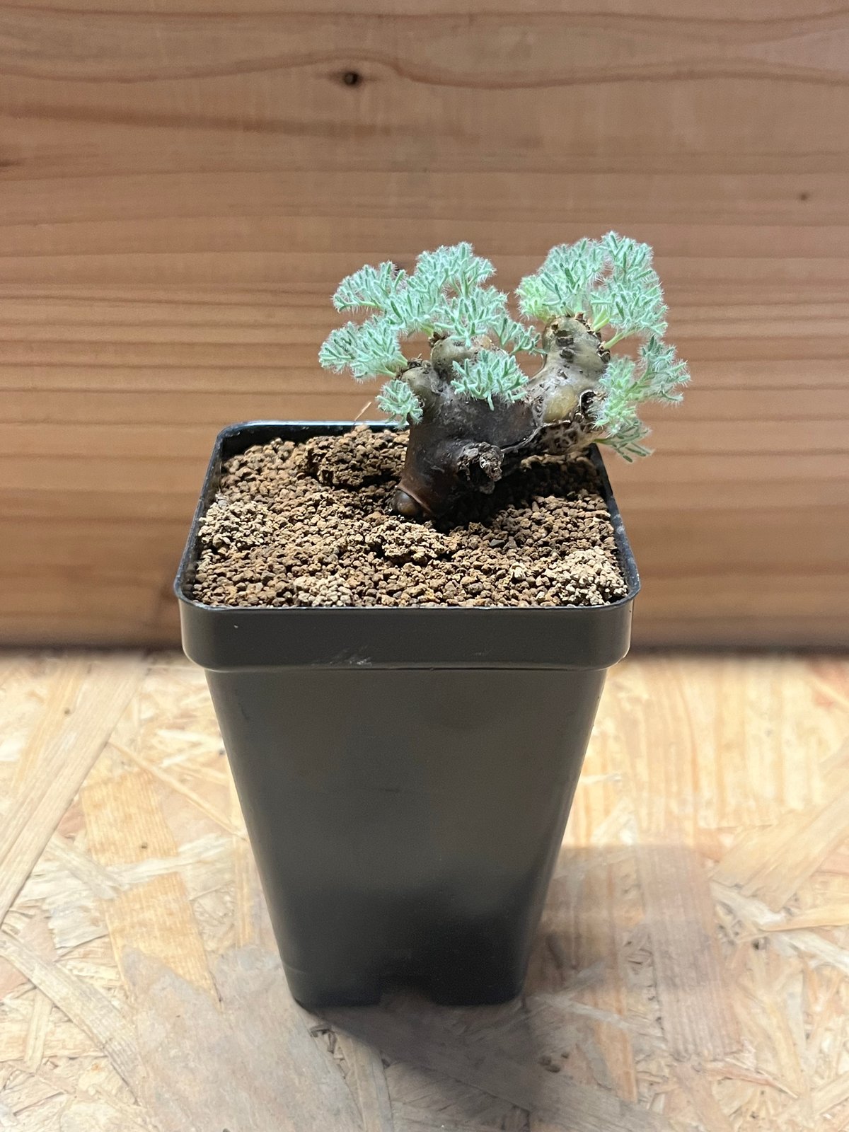 モンソニア ムルチフィダ | GREEN LUCK