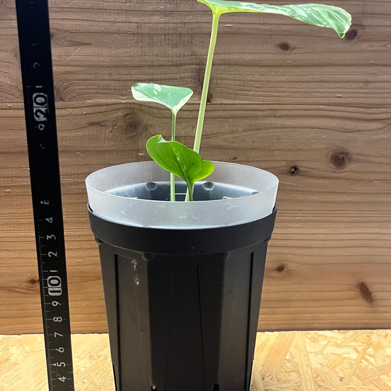 モンステラ デリシオーサ 'バルバソー' | GREEN LUCK