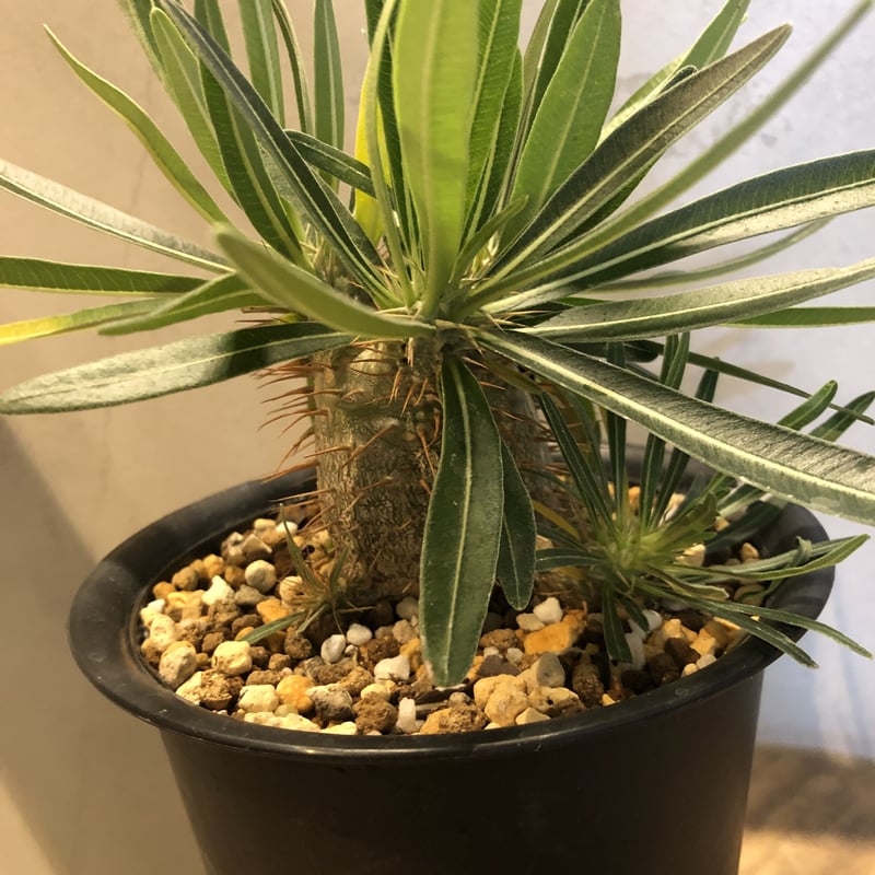 パキポディウム グラキリス　実生 Amazon｜多肉植物 caパキポディウム グラキリス 実生 7.5cm～9cm