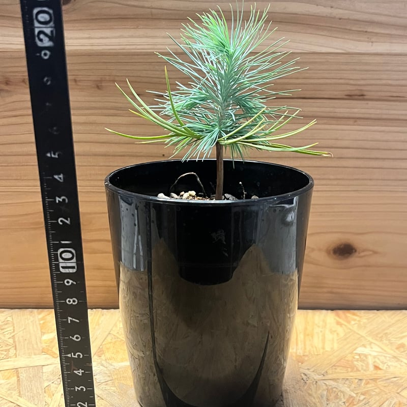 マルチネス ピニョンマツ | GREEN LUCK