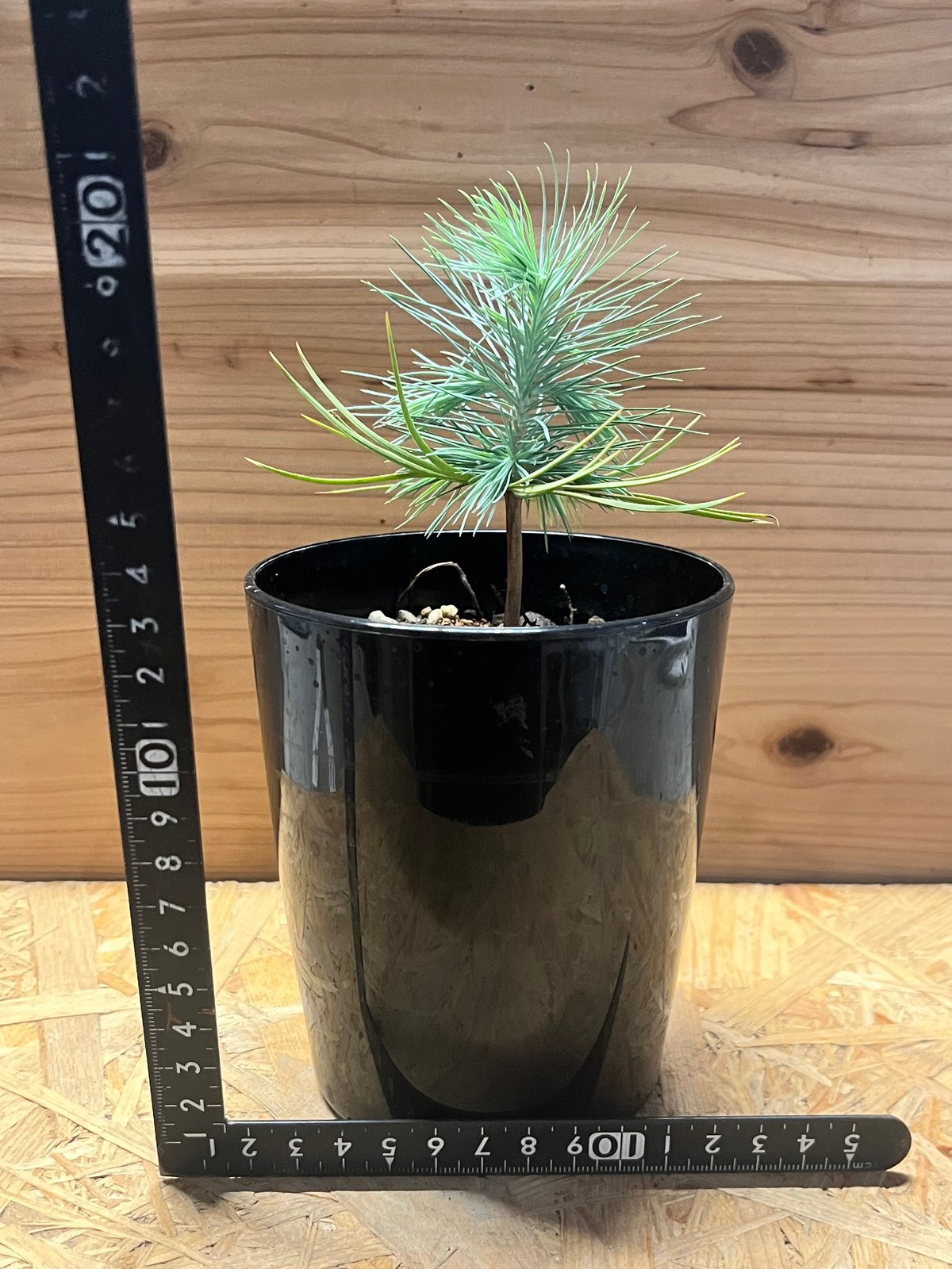 マルチネス ピニョンマツ | GREEN LUCK