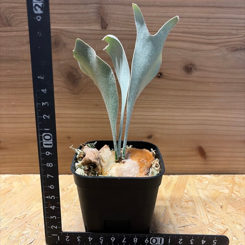 ビカクシダ FSQ デラロッチャ | GREEN LUCK