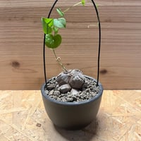 ディオスコレア　エレファンティペス　亀甲竜