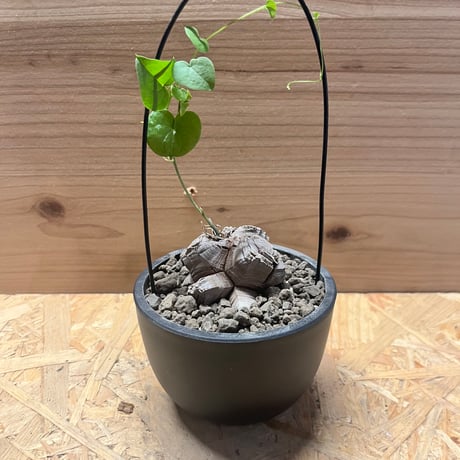 ディオスコレアエレファンティペス | STORES