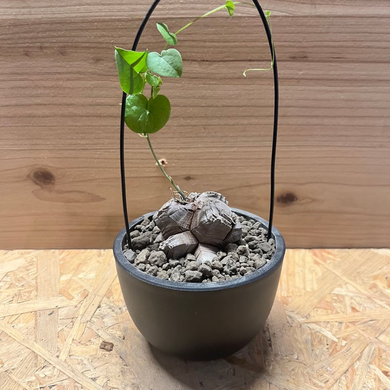 ディオスコレア エレファンティペス 亀甲竜 | GREEN LUCK