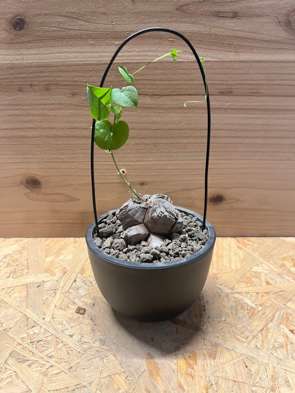 ディオスコレア エレファンティペス 亀甲竜 | GREEN LUCK