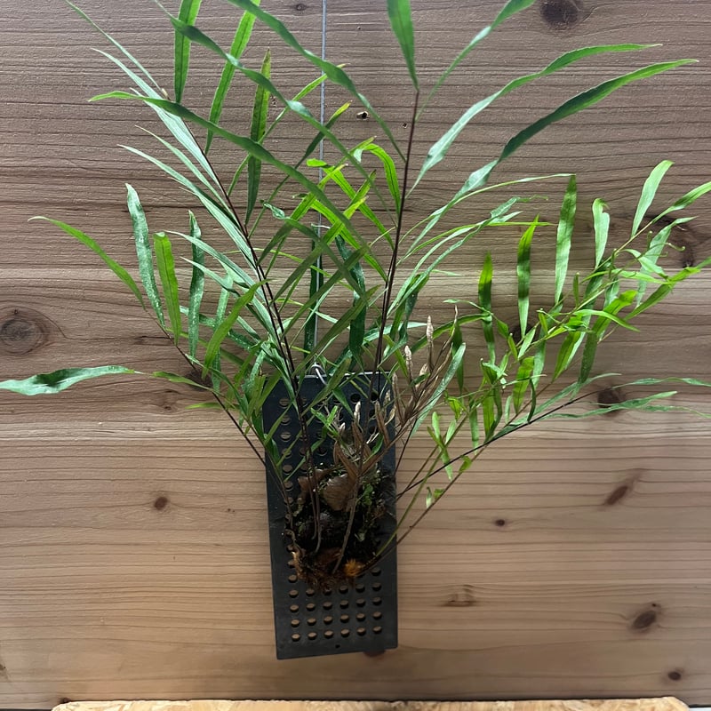 ドリナリア リギデュラ | GREEN LUCK