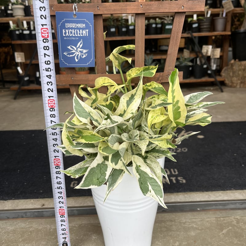 ★Rara★様 ポトスエクセレント6鉢メルカリ便 ポトス エクセレント | GREEN LUCK