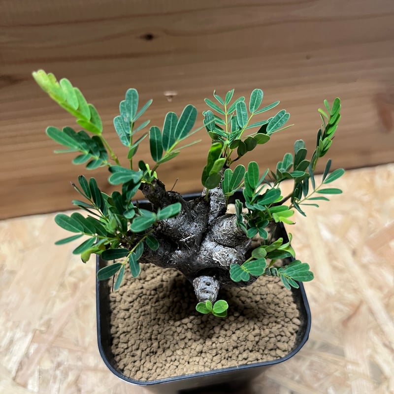 センナ・メリディオナリス ② センナ メリディオナリス / Senna meridionalis #2 | Ducks (