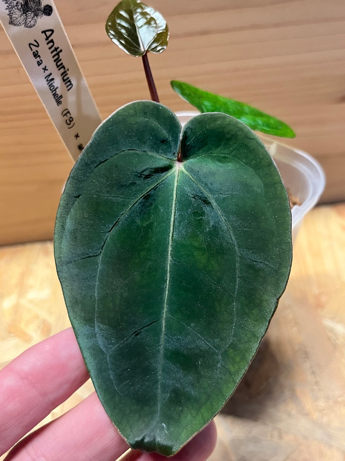 アンスリウム　ZARA x ZARA ドックブロックタグ付き アンスリウム ZARA x ZARA ドックブロックタグ付き ドックブロック