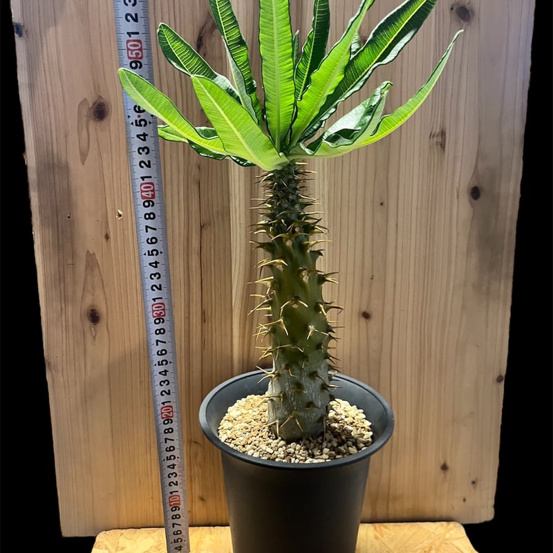 パキポディウム アンボンゲンセ 種子 20粒 パキポディウム