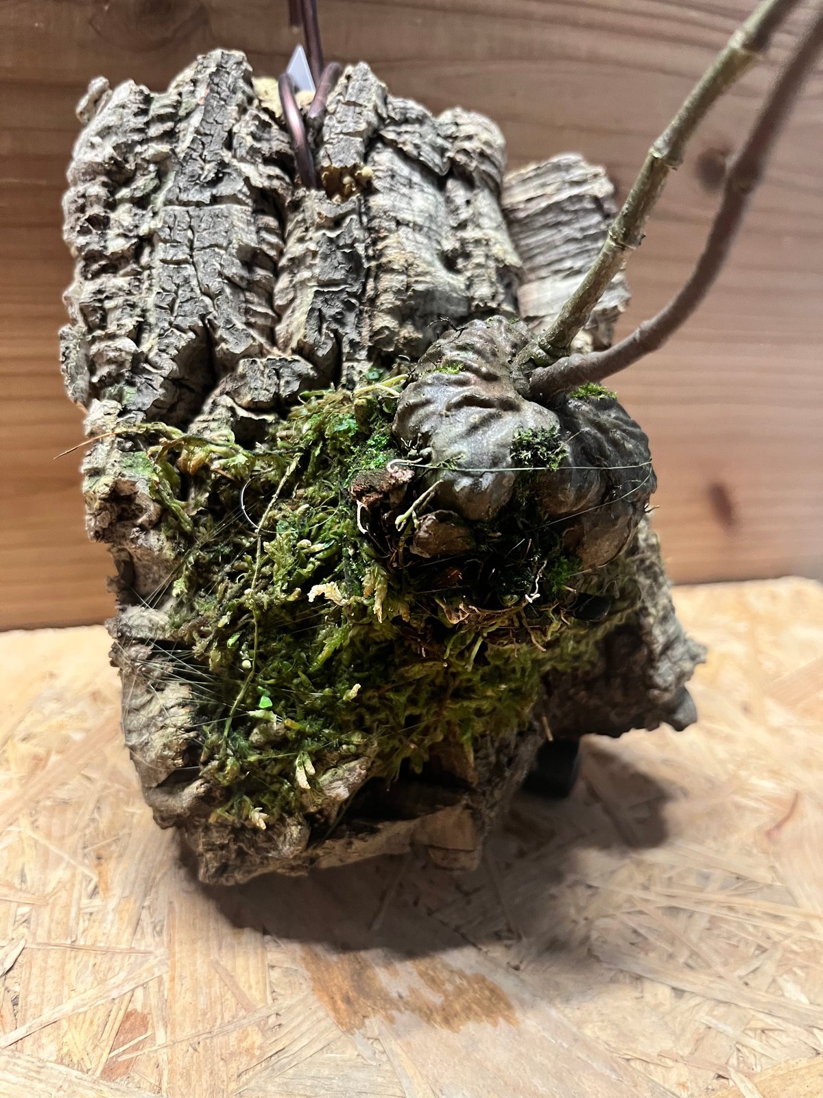 ヒドノフィツム フォルミカルム | GREEN LUCK