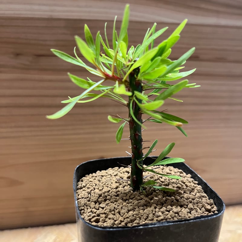 最終値　フォークイエリア　鉢付き‼️ フォークイエリア ファシクラータ / Fouquieria fasciculata no.4