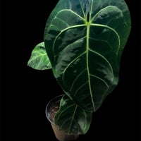 超希少な★フィロデンドロン・キティナ★A43 超希少な☆フィロデンドロン・キティナ☆A43 超希少なPhilodendron 超