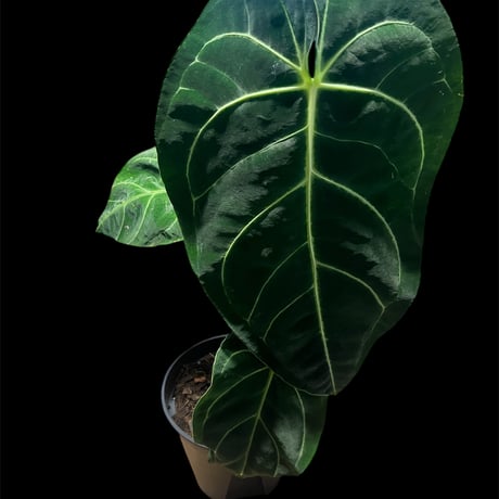 アンスリウム | STORES