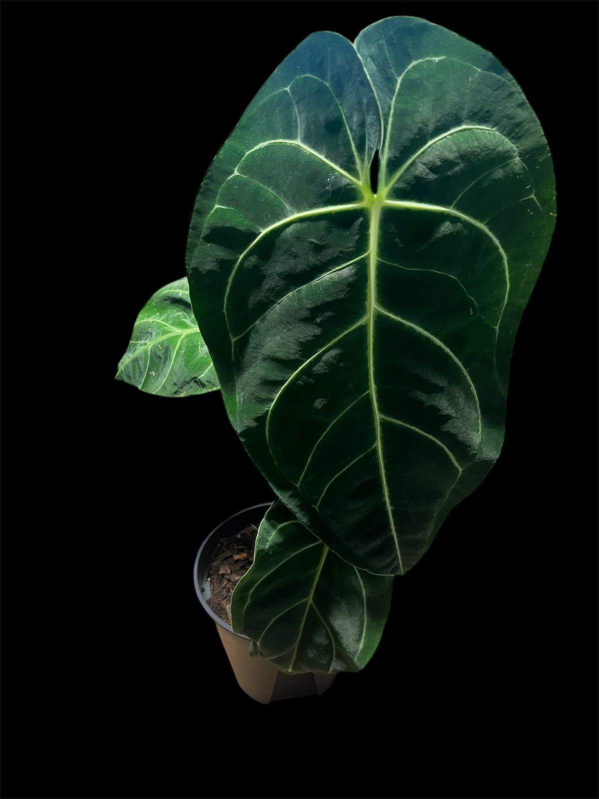 アンスリウム レガレ | GREEN LUCK